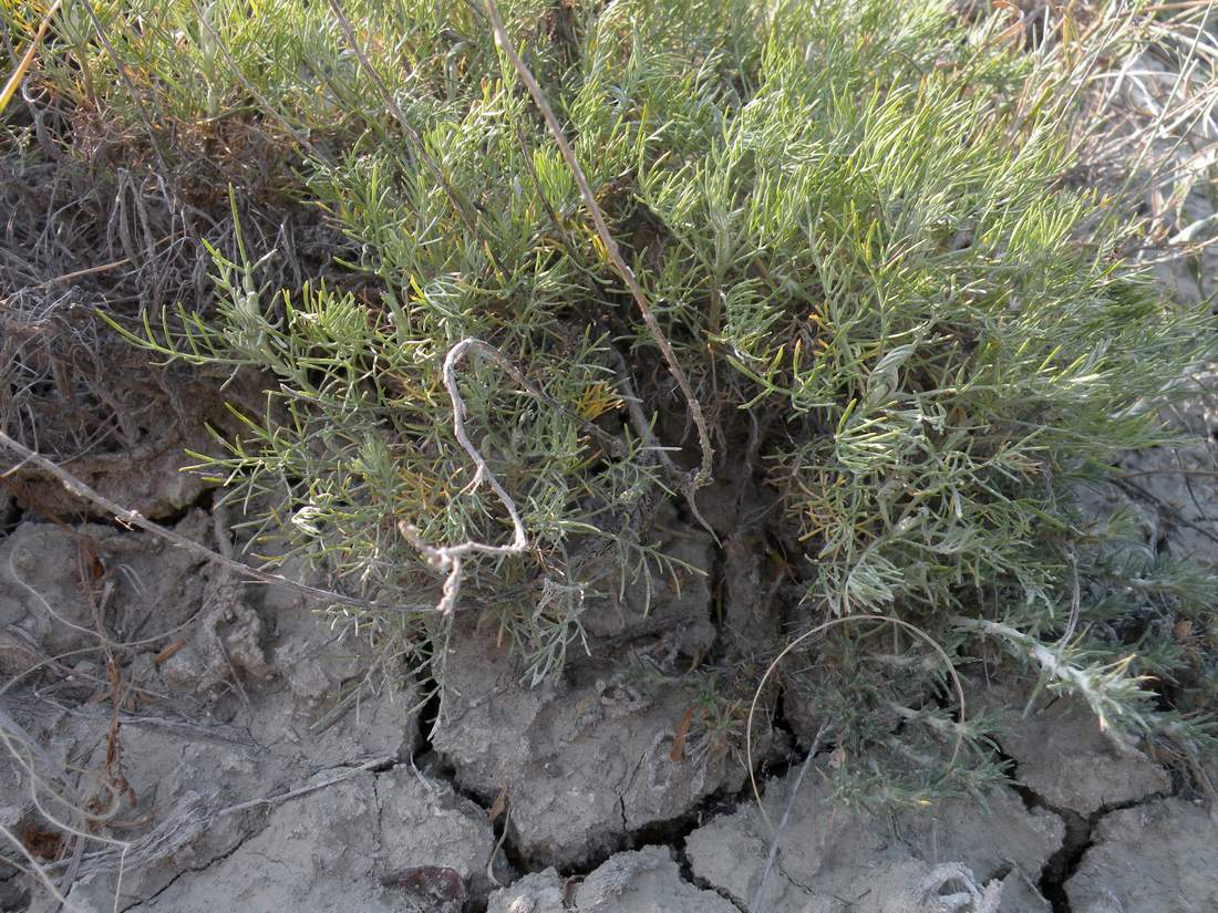Image of Artemisia lessingiana specimen.