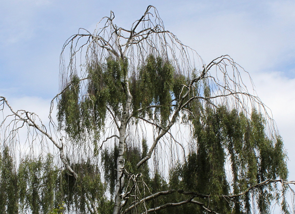 Изображение особи Betula pendula.