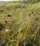 Carex atrata