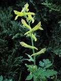 Corydalis ochotensis