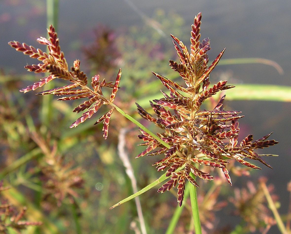 Image of Cyperus orthostachyus specimen.