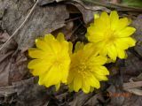 Adonis amurensis