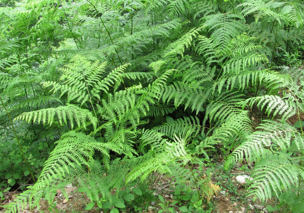 Изображение особи Pteridium tauricum.