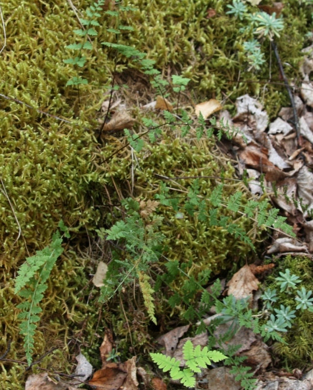 Изображение особи Cystopteris dickieana.