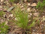 Carex appendiculata. Цветущее растение. Хабаровский край, Ванинский р-н, берег р. Тумнин. 06.06.2012.