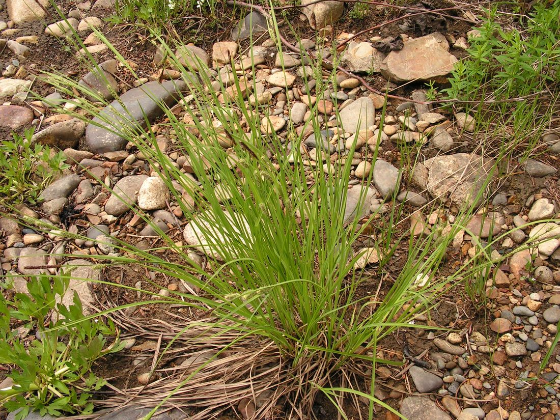 Image of Carex appendiculata specimen.