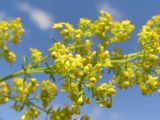 Galium verum. Соцветие. Тульская обл., Плавский р-н, окр. пос. Молочные Дворы. 01.07.2009.