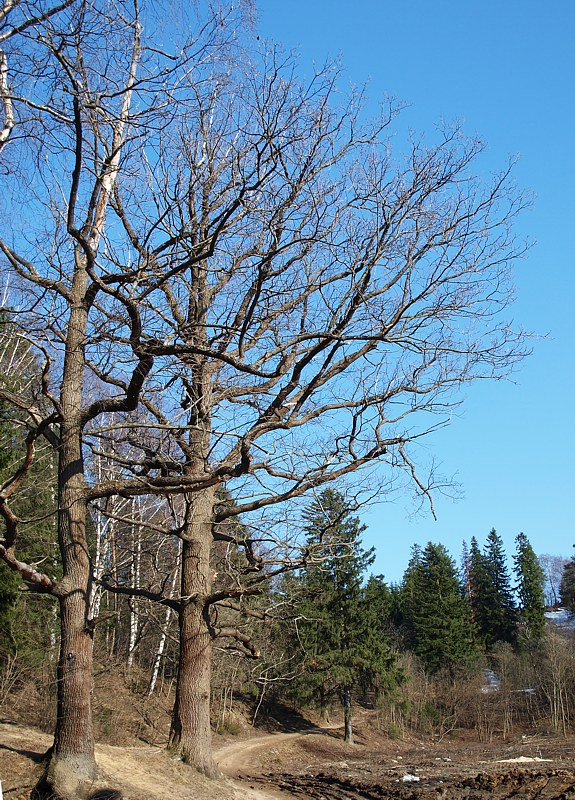 Image of Quercus robur specimen.