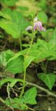 Cephalanthera rubra