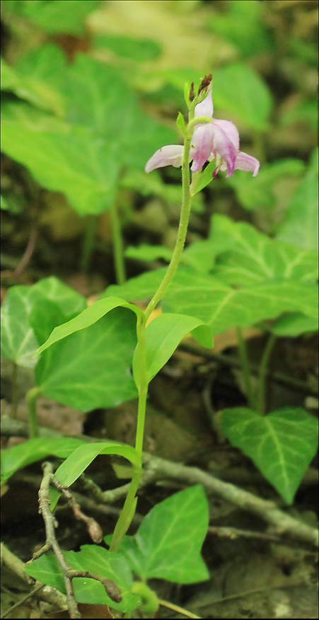 Image of Cephalanthera rubra specimen.