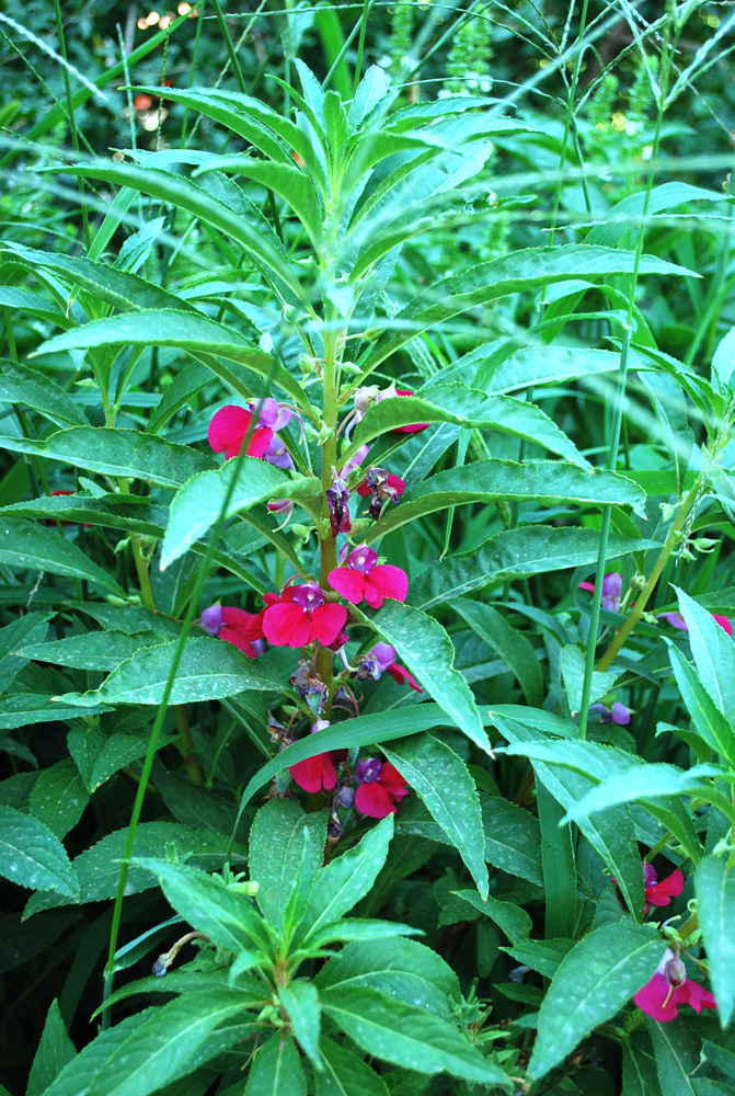 Image of Impatiens balsamina specimen.