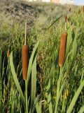 Typha latifolia