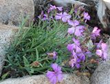 Dianthus repens