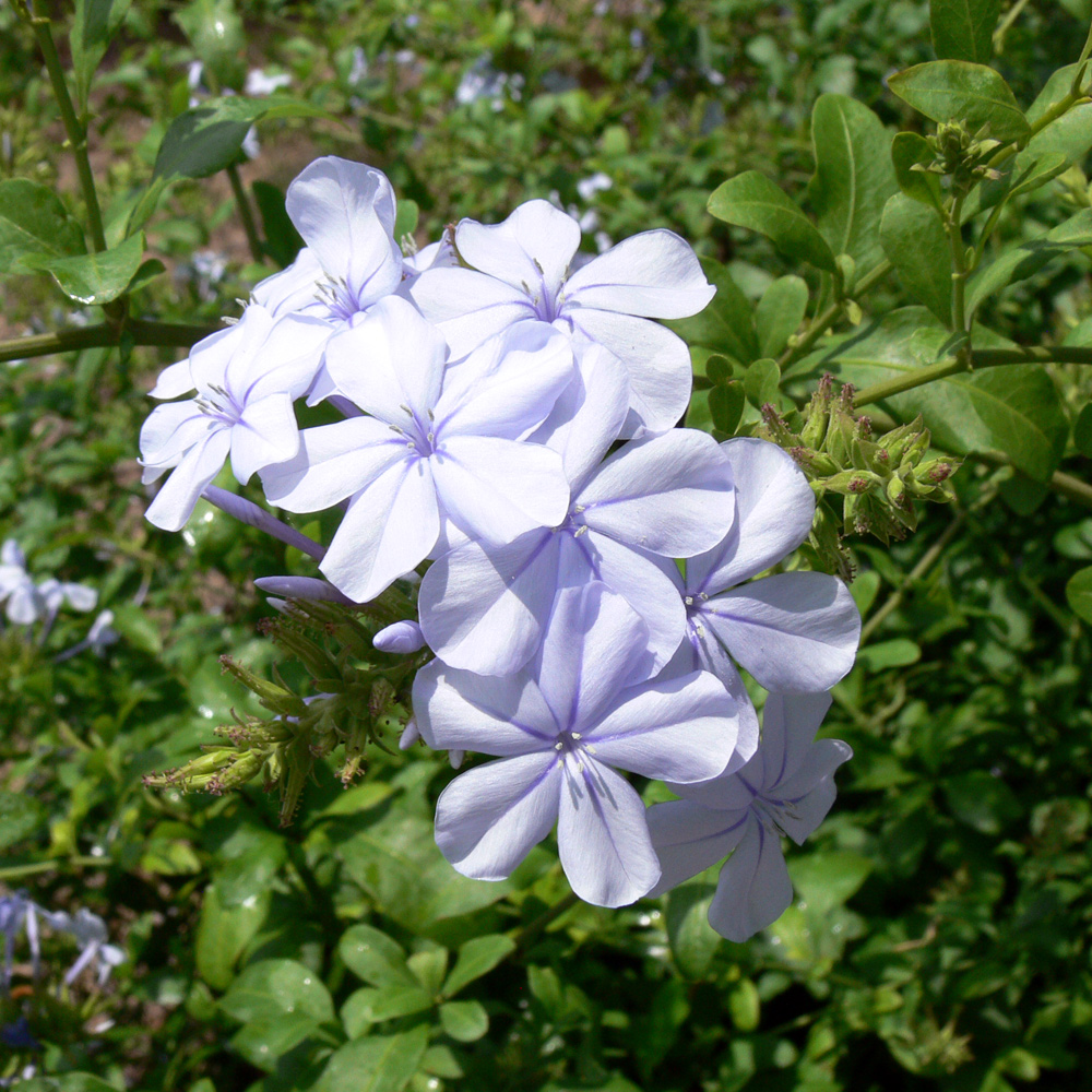 Image of Plumbago auriculata specimen.