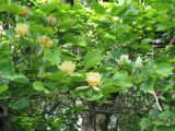 Liriodendron tulipifera. Часть кроны цветущего дерева. Украина, г. Запорожье, Запорожский детский ботанический сад. 15.06.2008.