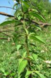 Lysimachia dubia. Средняя часть растения. Абхазия, Гагрский р-н, луг недалеко от р. Бзып. 13.06.2012.