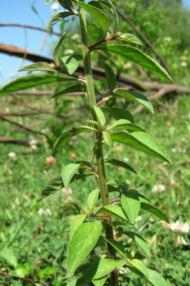Image of Lysimachia dubia specimen.