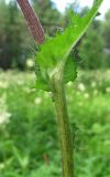 Cirsium × hybridum