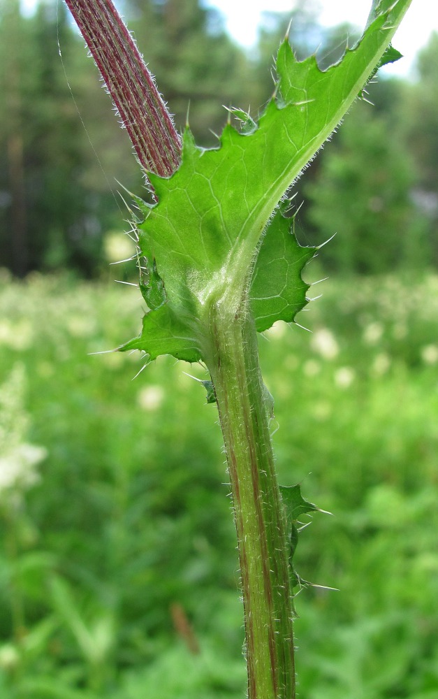 Image of Cirsium × hybridum specimen.