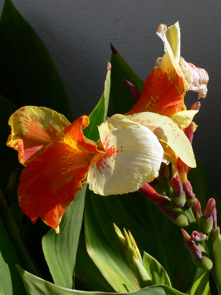 Image of genus Canna specimen.