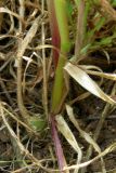 Hordeum bulbosum. Основания стеблей. Крым, Севастополь, побережье бух. Солёная. 17 мая 2009 г.