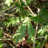 Potentilla argentea. Лист в нижней части побега. Ростовская обл., Персиановская степь, окр. станицы Красюковская. 28.05.2012.