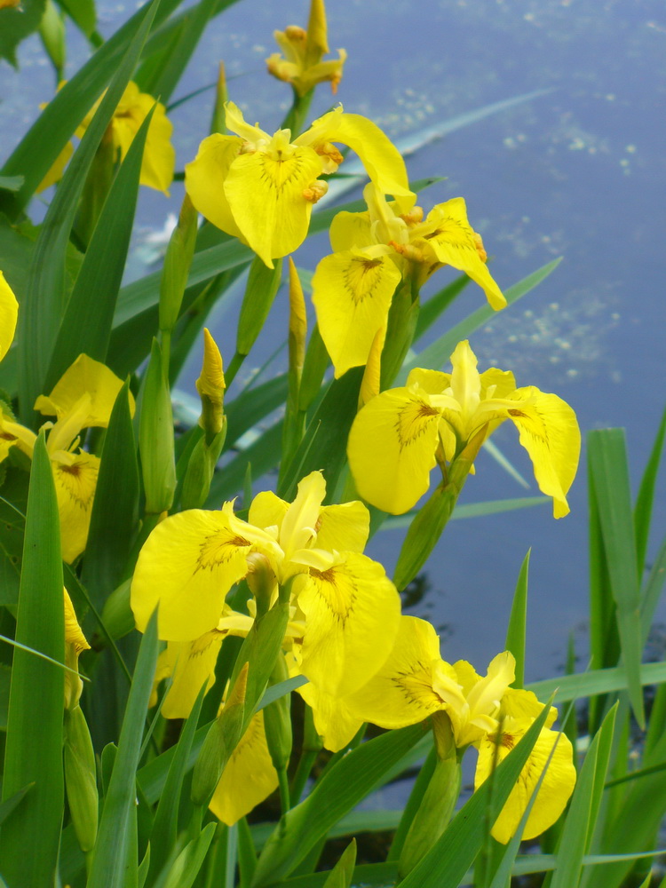 Image of Iris pseudacorus specimen.