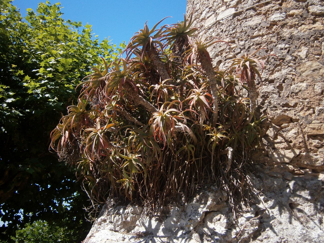 Image of Aloe arborescens specimen.