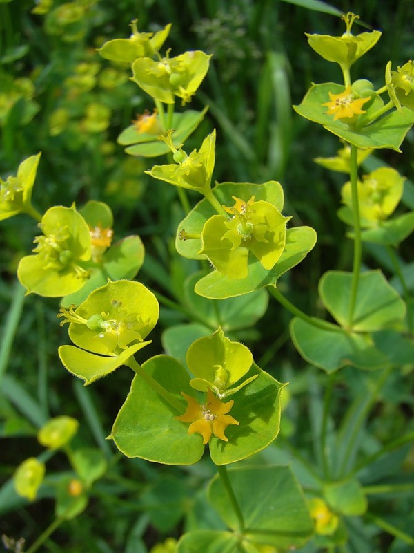 Изображение особи Euphorbia virgata.