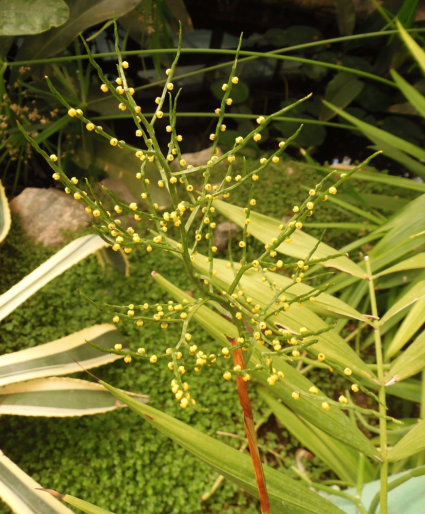 Image of familia Arecaceae specimen.