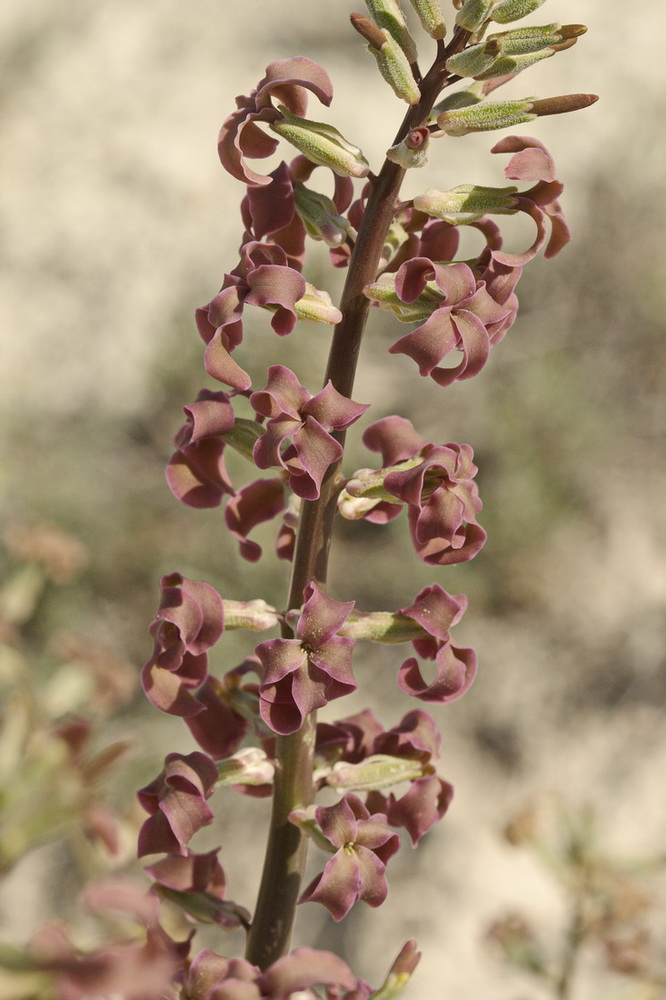 Изображение особи Matthiola tatarica.