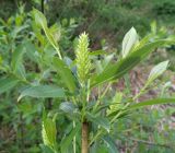 Salix &times; alopecuroides
