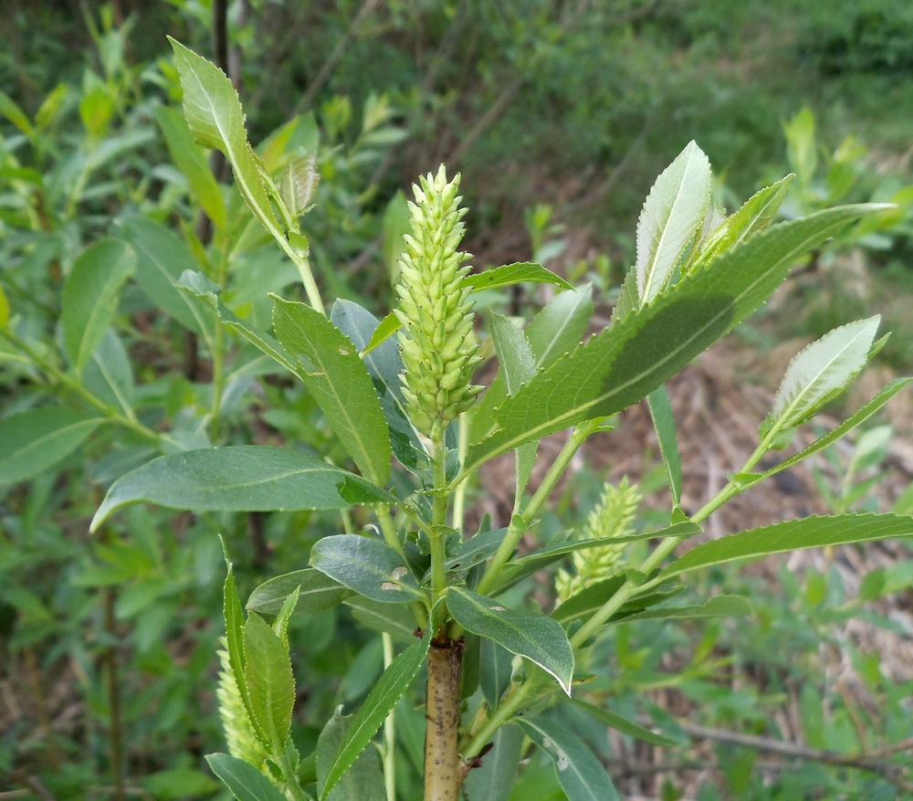 Image of Salix &times; alopecuroides specimen.