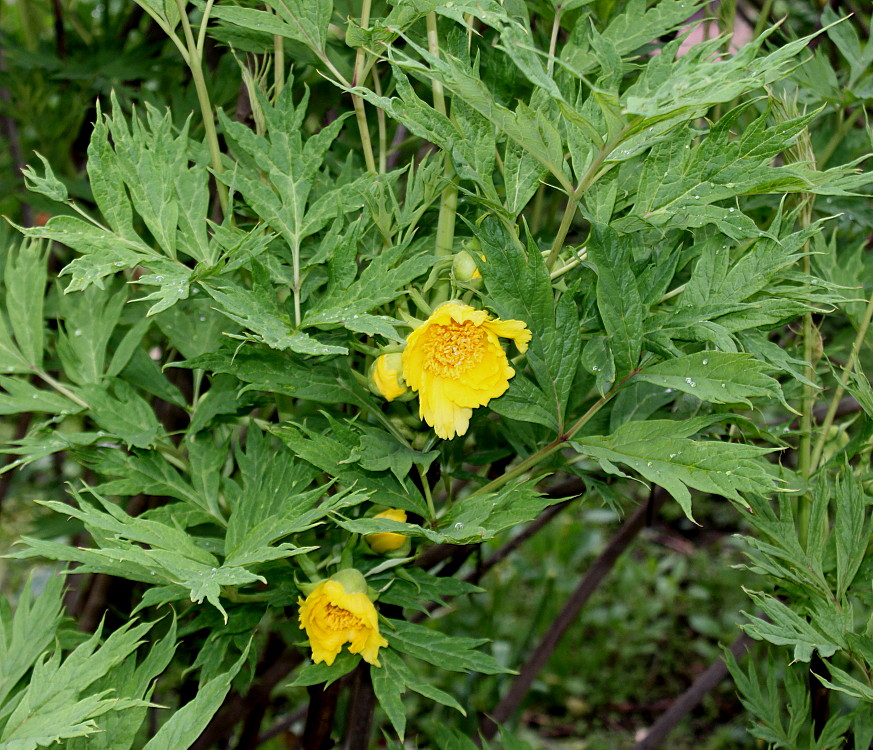Изображение особи Paeonia delavayi.