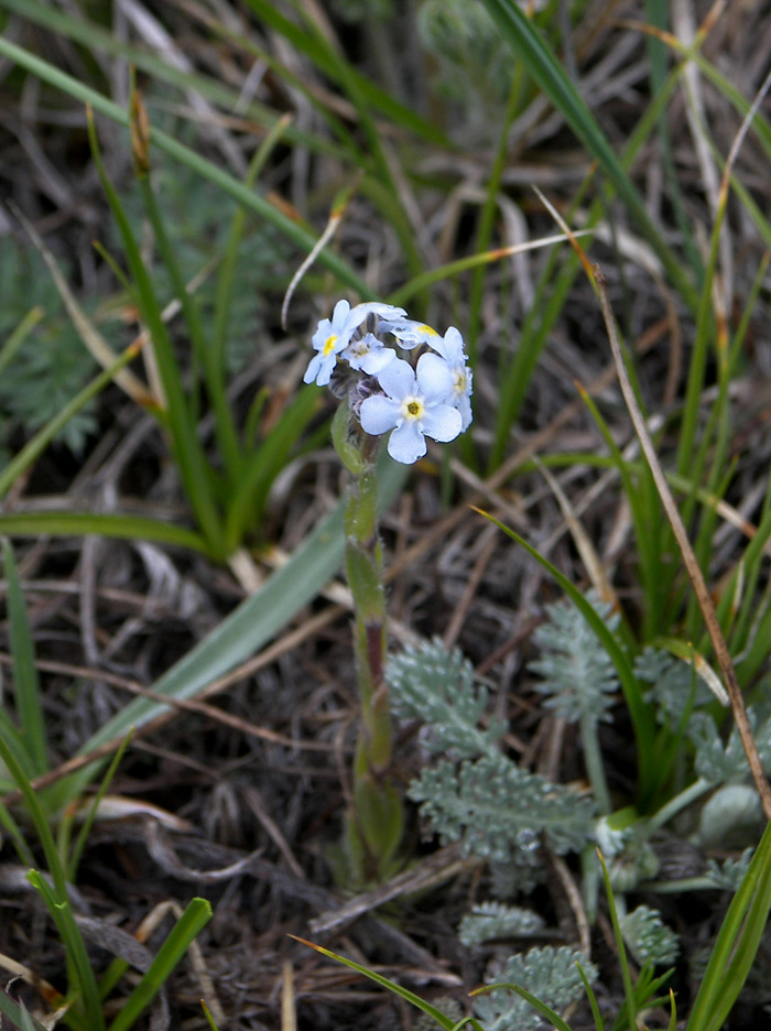 Изображение особи Eritrichium caucasicum.