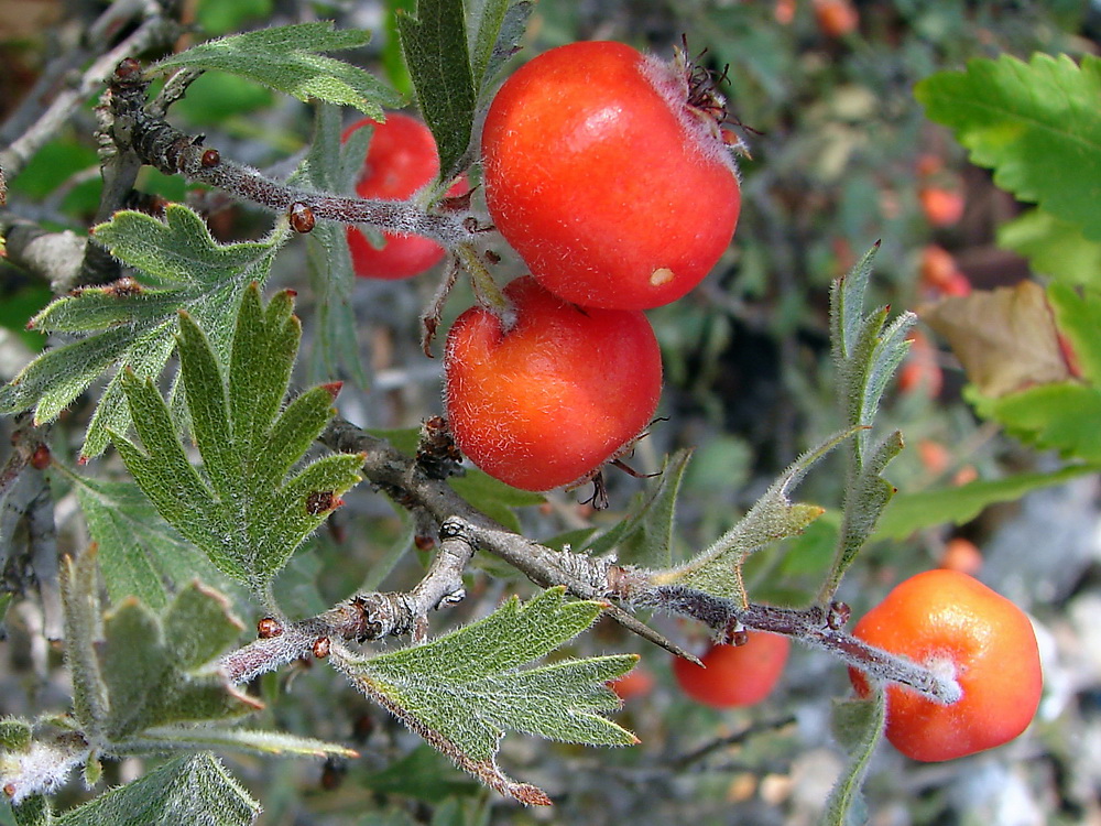 Изображение особи Crataegus orientalis.