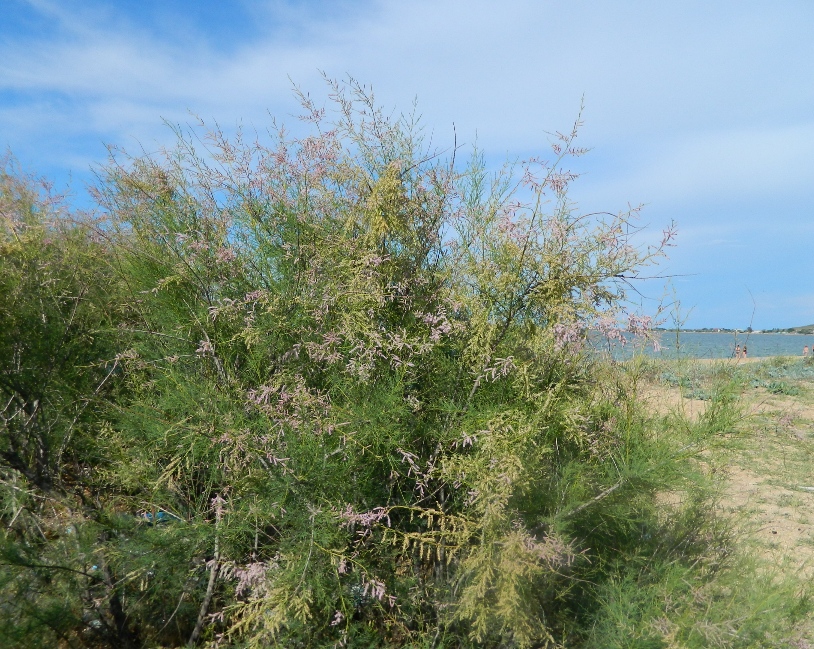 Image of Tamarix ramosissima specimen.
