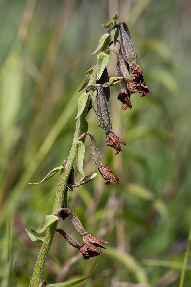 Изображение особи Epipactis palustris.