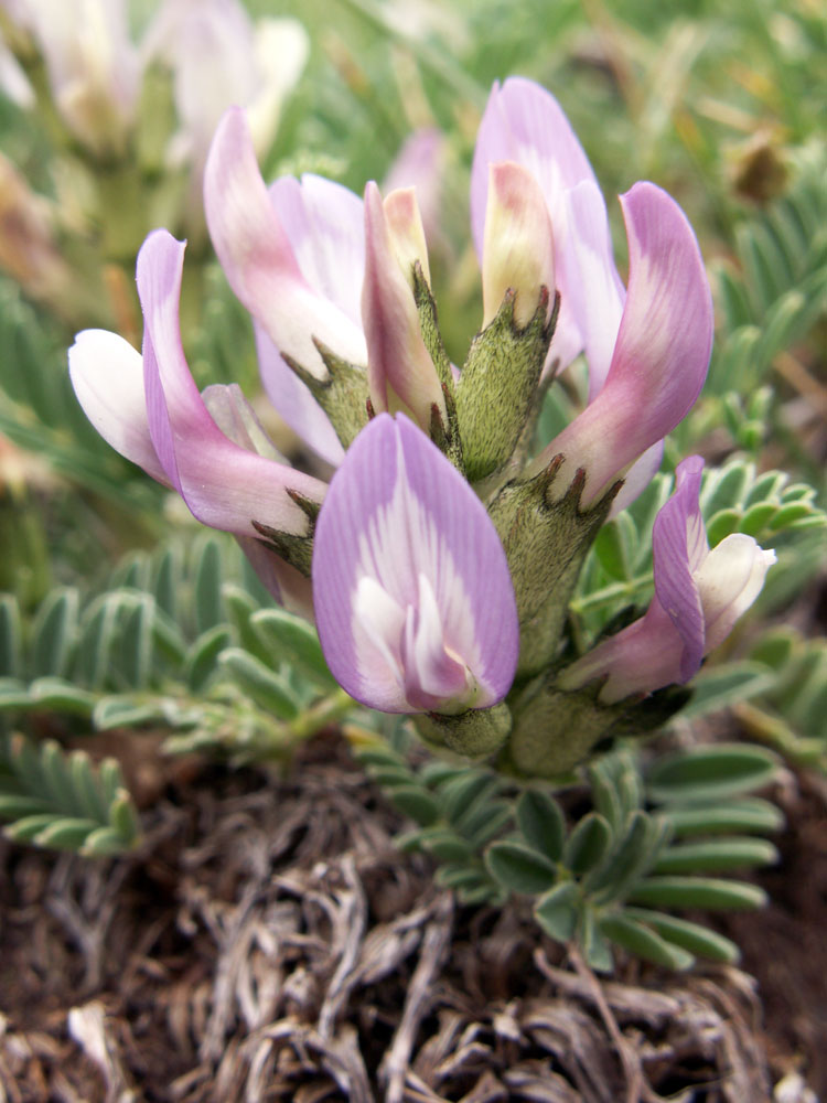 Изображение особи Astragalus tibetanus.