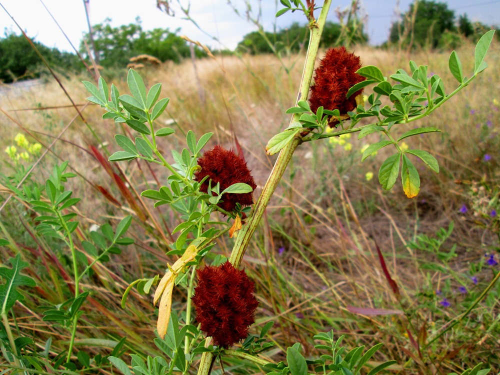 Изображение особи Glycyrrhiza echinata.