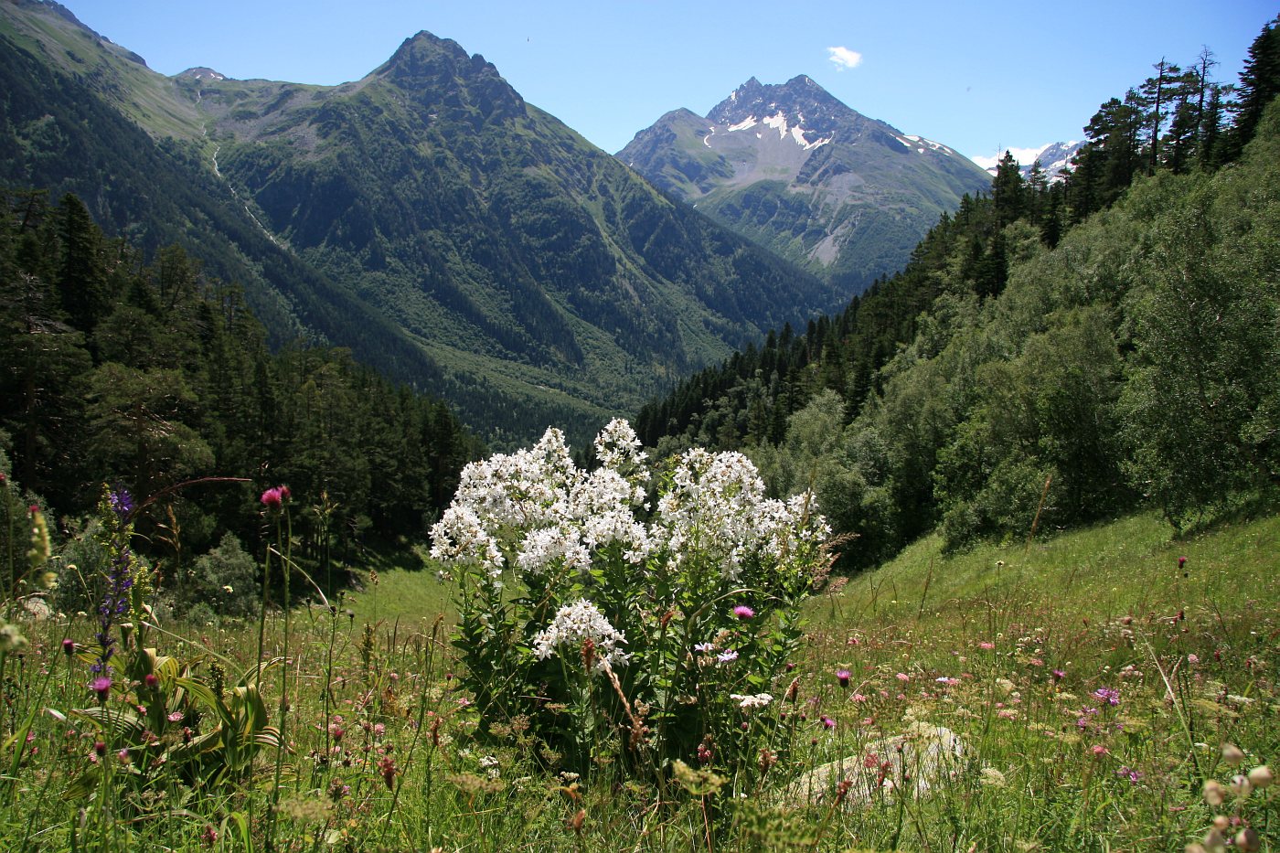 Изображение особи Gadellia lactiflora.