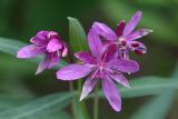 Chamaenerion latifolium. Цветки. Бурятия, Баунтовский эвенкийский район, окр. пос. Северный, долина р. Иннокан, обочина лесного дорожного пути. 21.07.2013.