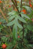 Cosmos sulphureus