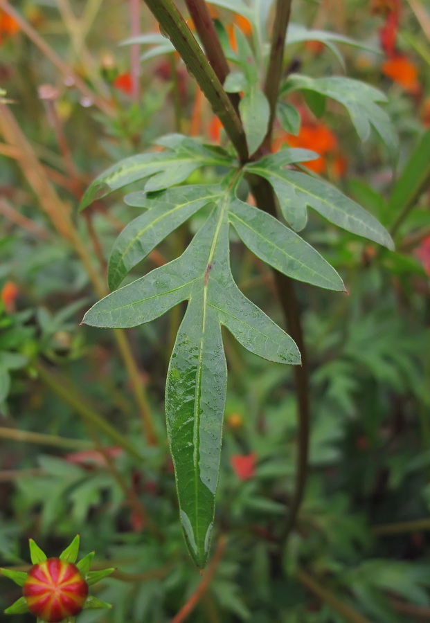 Image of Cosmos sulphureus specimen.