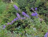 genus Aconitum. Цветущее растение. Владивосток, Ботанический сад-институт ДВО РАН. 7 сентября 2013 г.