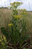 Senecio schwetzowii. Цветущее растение. Ростовская обл., Персиановская степь, Аютинские склоны. 12.08.2012.