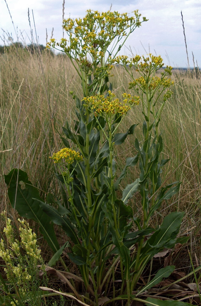 Изображение особи Senecio schwetzowii.