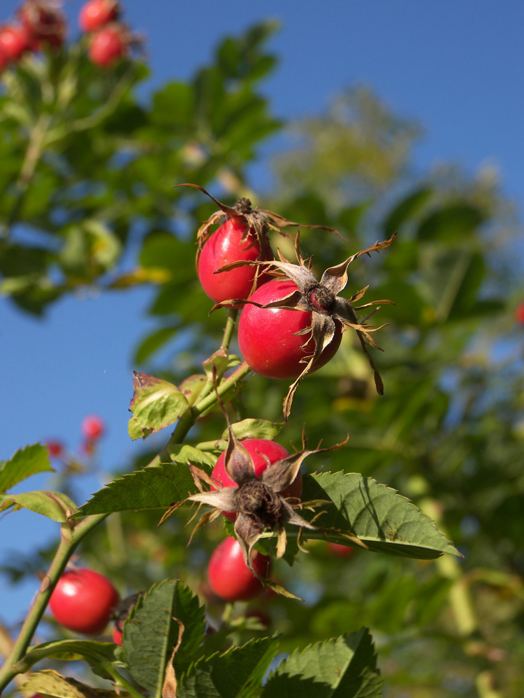 Изображение особи Rosa corymbifera.