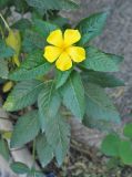 Turnera ulmifolia. Цветущее растение. Таиланд, остров Тао. 27.06.2013.