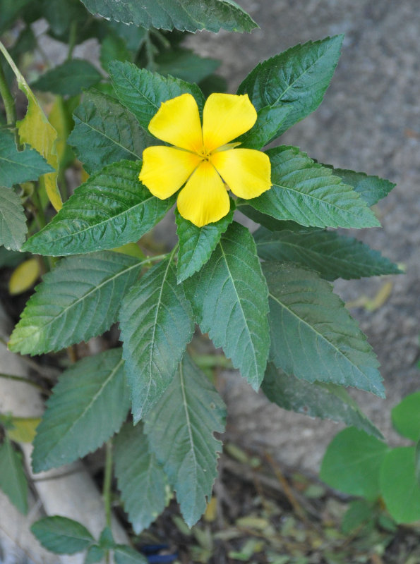 Image of Turnera ulmifolia specimen.